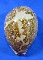 Leporicypraea mappa mappa